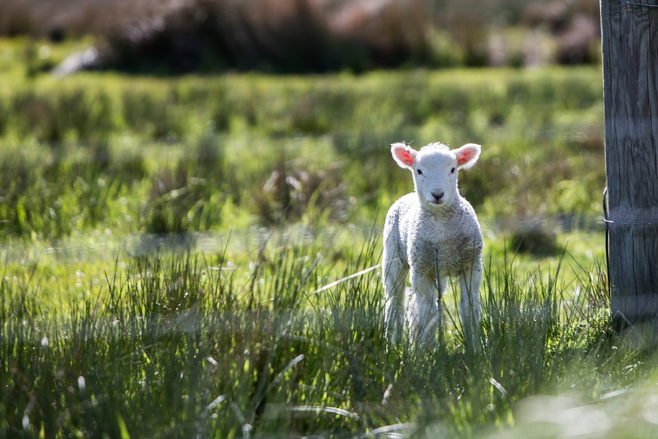 Wie hoch ist der Nährwert von Maisglutenmehl?