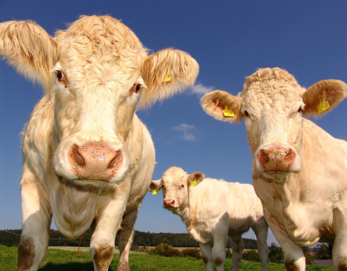 Warum Vitaminzusätze gut für Tiere sind?