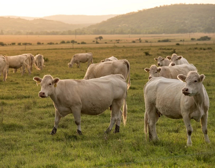 Wie Spurenelemente die Tierproduktion verbessern