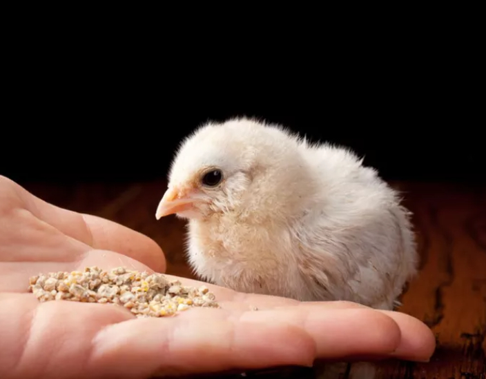 Welche Futterzusatzstoffe brauchen Broiler?