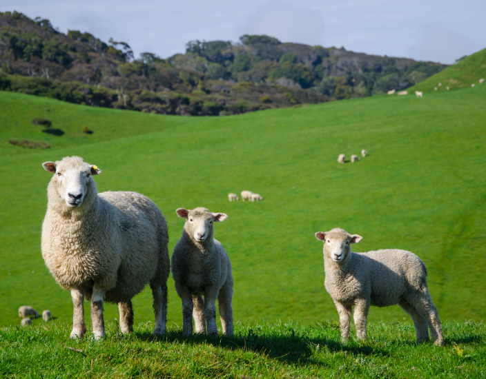 Müssen Sie Lysin zum Schafvormisch hinzufügen?