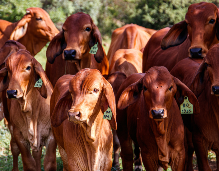 Was ist das beste Calciumphosphat-Ergänzungsmittel?