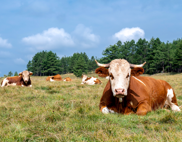 Tricalciumphosphat: Fakten und Beispiele für Tierfutter?