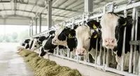 Tiergesundheit von Wiederkäuern 