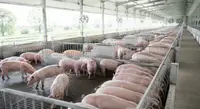 Ernährungsformeln für Schweine 